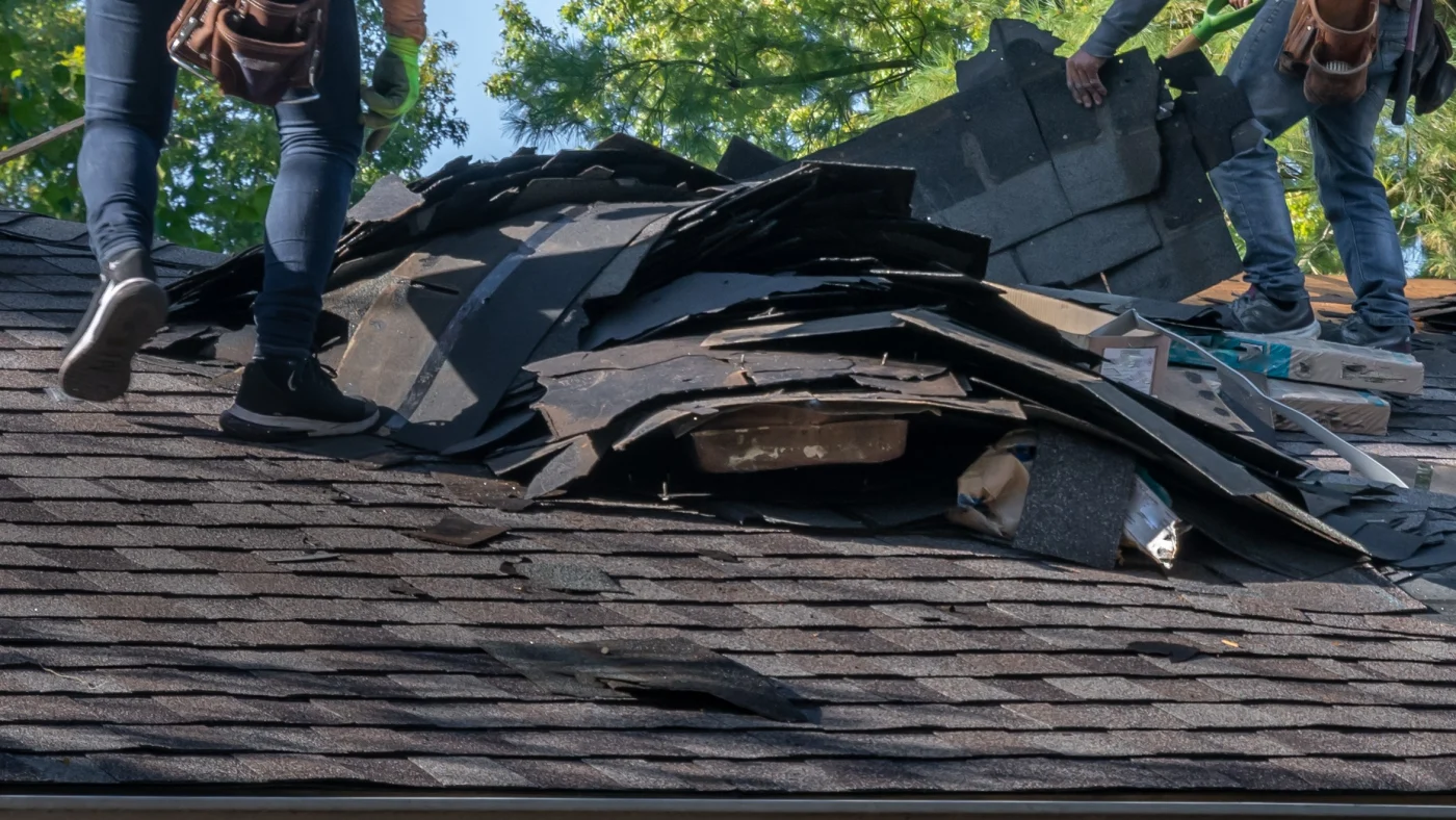 A close view of two roofers removing asphalt shingles during a roof replacement.